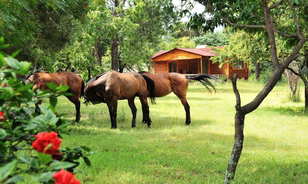 Pine Tree Lodge Midrand Bagian luar foto