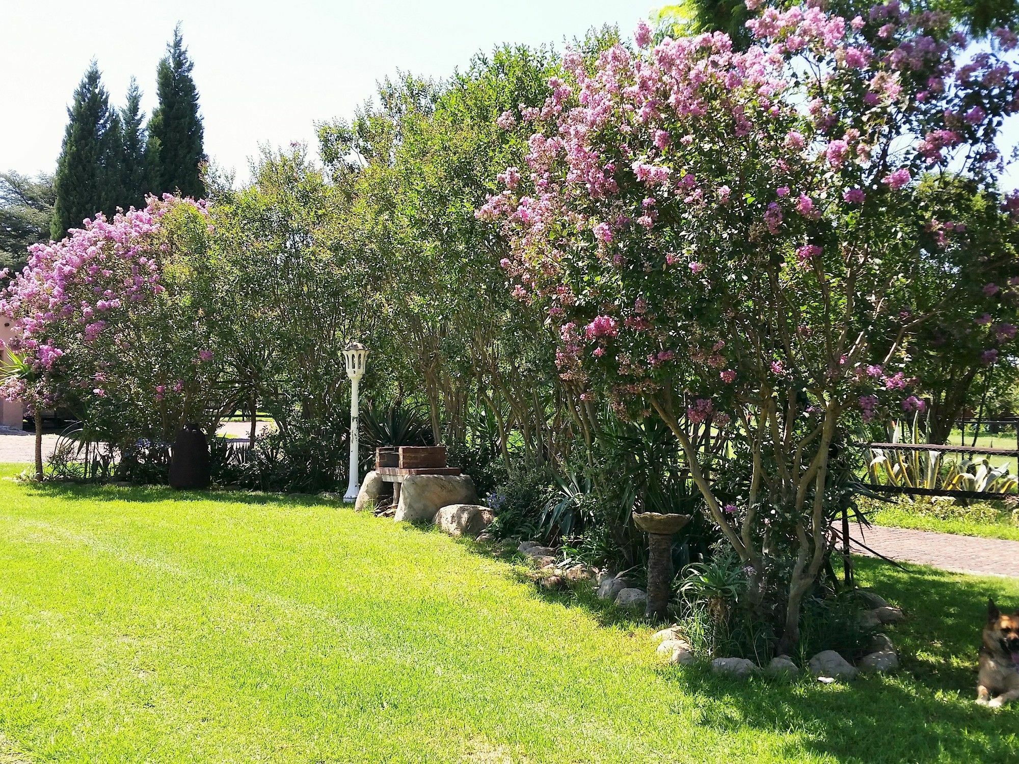 Pine Tree Lodge Midrand Bagian luar foto